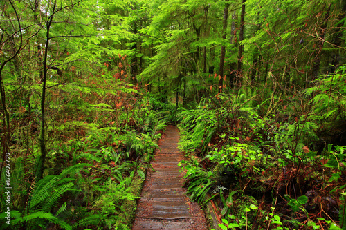 a picture of an Pacific Northwest rainforest trail