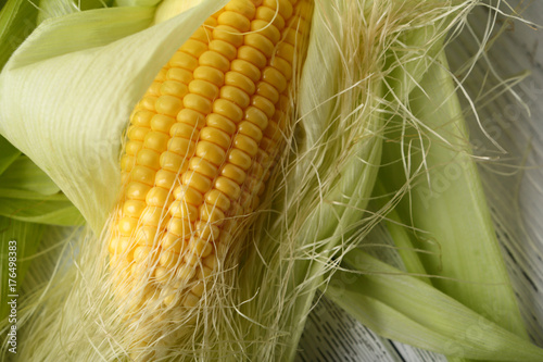 Ripe corn maize closeup