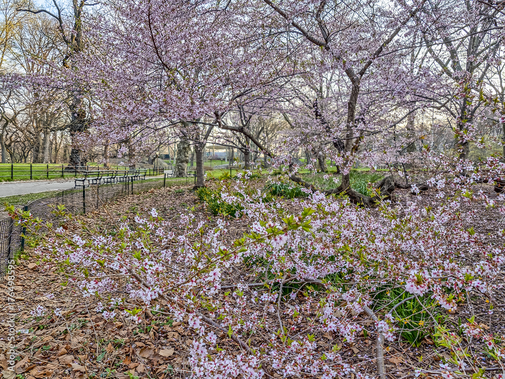 Central Park, New York City spring