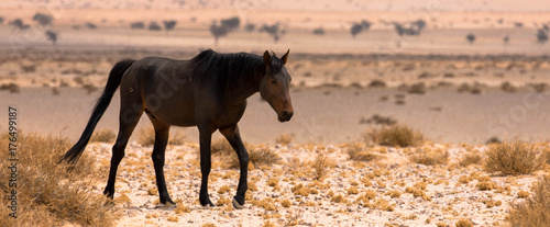 Wildpferd in der Wüste Namibias