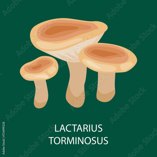 Straw Mushroom, Wild Foraged , Vector isolated edible natural mushrooms in nature from set, organic vegetable food collection