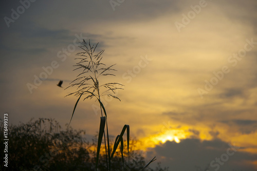 Silhouette of mission grass on the sunset, orange sky background. backlit.of pennisetum polystachyon on the yellow sky twilight.