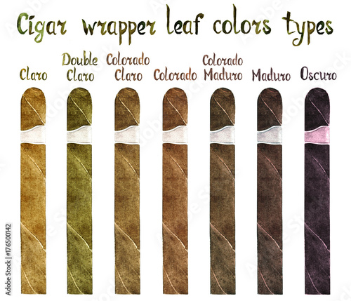 Cigar wrapper leaf colors types: Claro, Double Claro, Colorado Claro, Colorado, Colorado Maduro, Maduro and Oscuro,  isolated hand painted watercolor scheme illustration with handwritten inscription