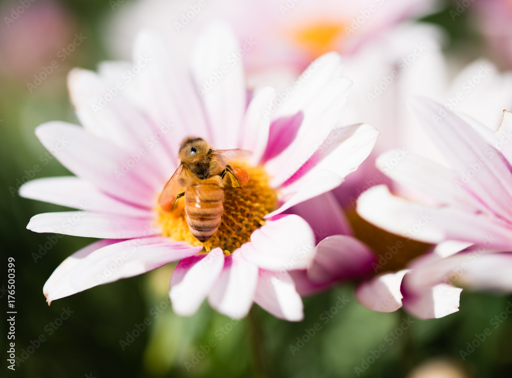 Obraz premium Bee on flower