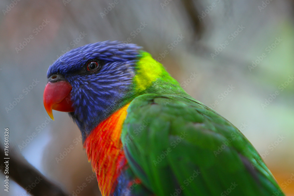 parrot on the tree