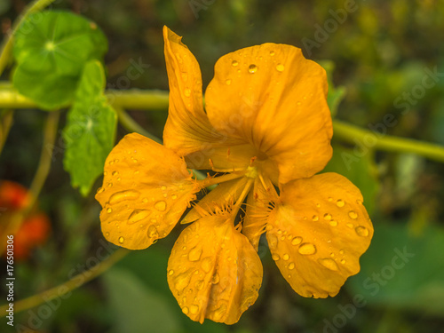 Nature. Pansy flower with raindrops
