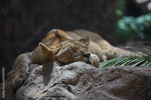 lioness sleep © UA_PM
