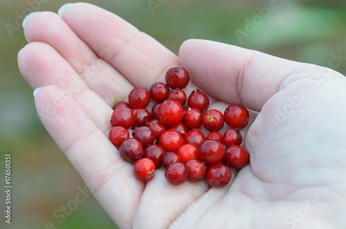 Red berries of a cowberry on the palm. © Moroshka
