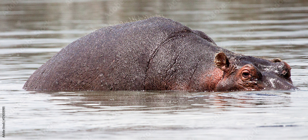 Hippopotamus partly submerged in lake Hippopotamus partly submerged in lake