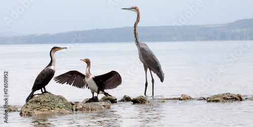 Two great cormorants and a goliath heron standing on rocks © Darren