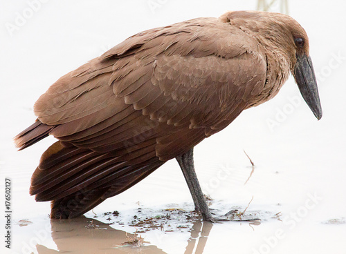 Hamerkop bird standing in water photo