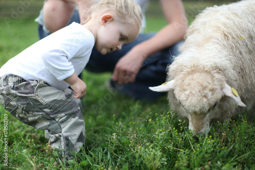 kid visiting animal farm, sheep