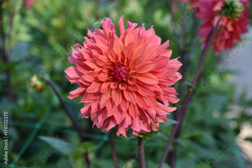 Fototapeta Naklejka Na Ścianę i Meble -  Dahlia rose en été au jardin