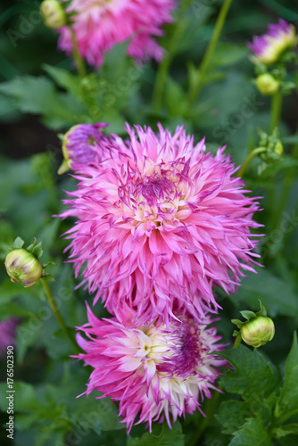 Fototapeta Naklejka Na Ścianę i Meble -  Dahlia rose en été au jardin