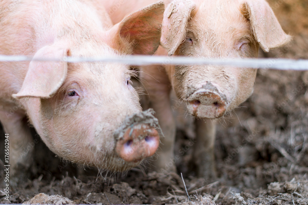 Piglets on the farm Piglets on the farm