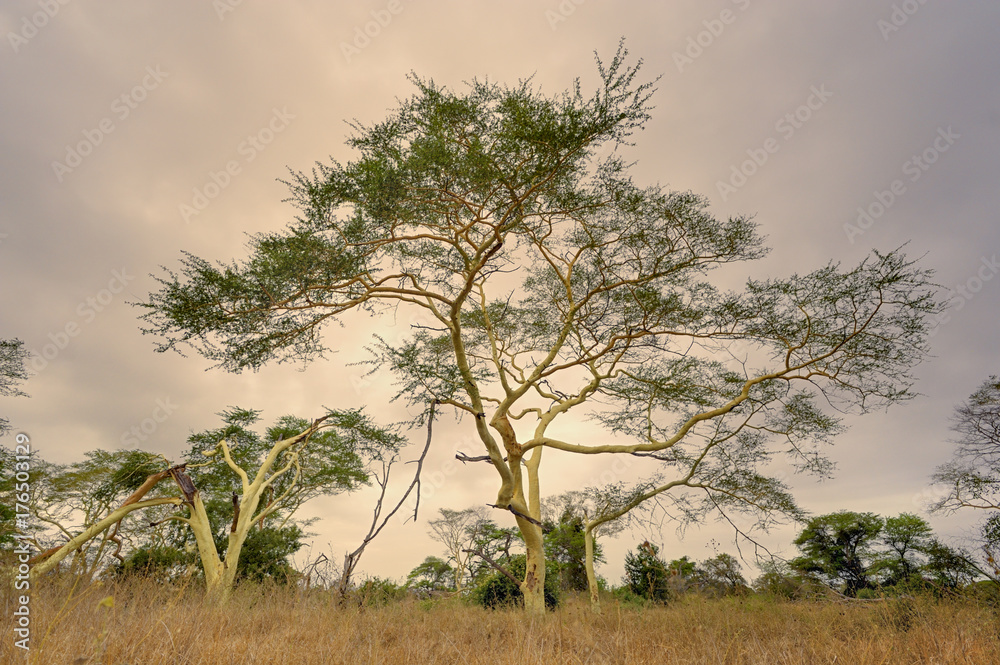 ACACIA, FEVER TREE . Kwazulu Natal, South Africa