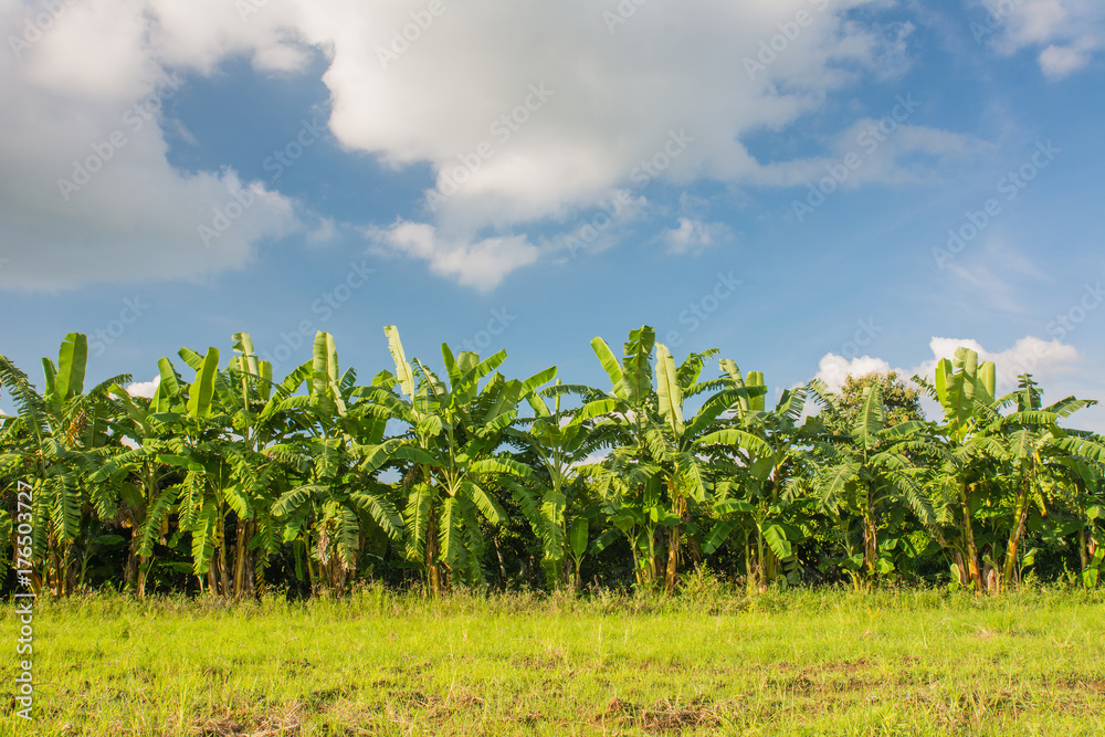 Banana field,banana farm with blue sky background. Banana field,banana farm with blue sky background.