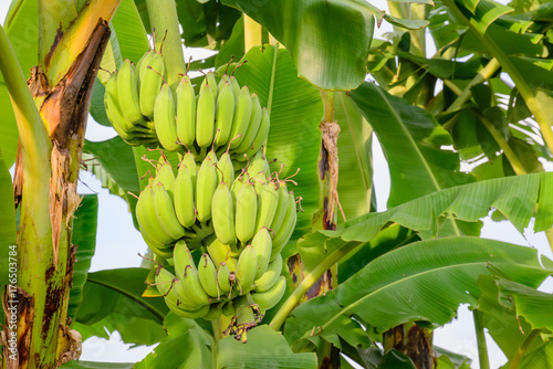 Closeup of banana hanging,banana field,banana farm.