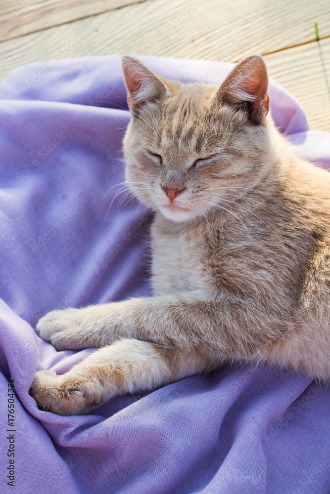 Ginger cat laying on a purple blanket.