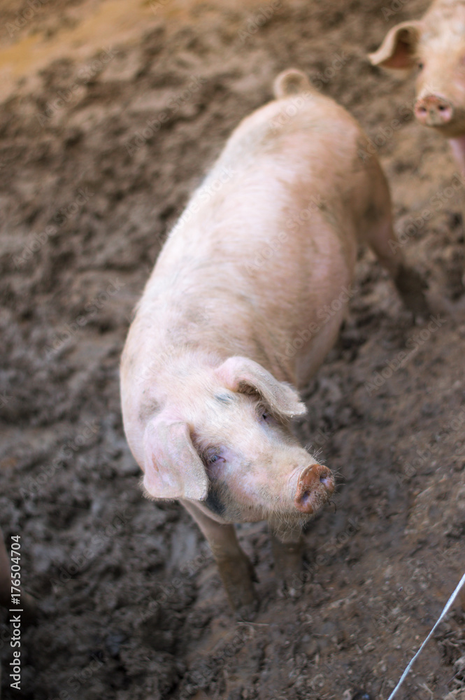 Piglets on the farm Piglets on the farm