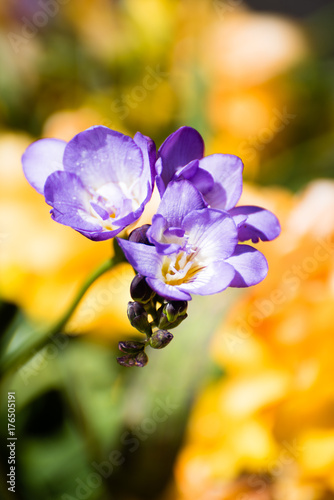 Fototapeta Naklejka Na Ścianę i Meble -  Purple iris head of blooms