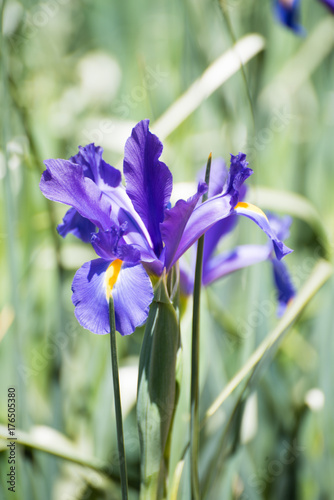 Iris flowers on a long stem