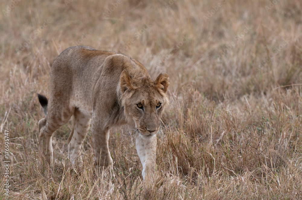 Sub adult lion (Panthera leo), Masai Mara, Kenya Sub adult lion (Panthera leo), Masai Mara, Kenya