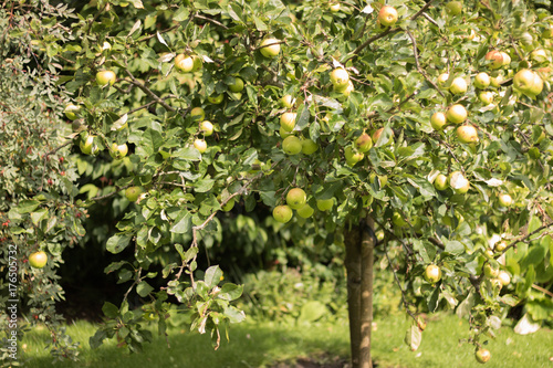 Tableau sur toile Young apple tree with green apples grows on a sunny edge.