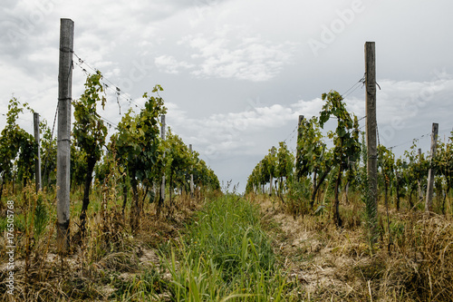 Vineyard in tuscany region, Italy