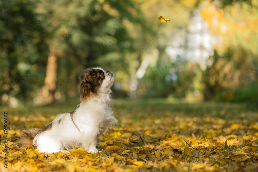 Kleiner Welpe erlebt seinen ersten Herbst Kleiner Welpe erlebt seinen ersten Herbst