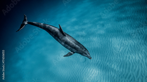 Underwater view of bottlenose dolphin swimming in blue sea, Bahamas