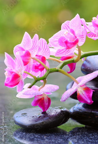 Black spa stones and pink orchid.