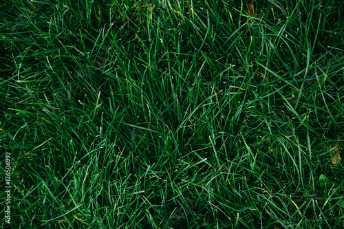 grass green background