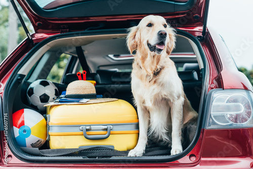 Fototapeta pies siedzi w bagażniku samochodu z bagażem