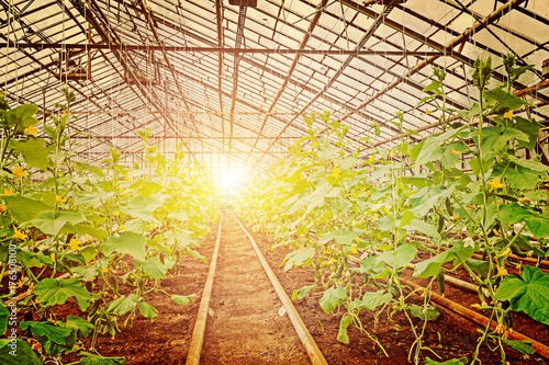 color stilised cucumber plants in greenhouse photo