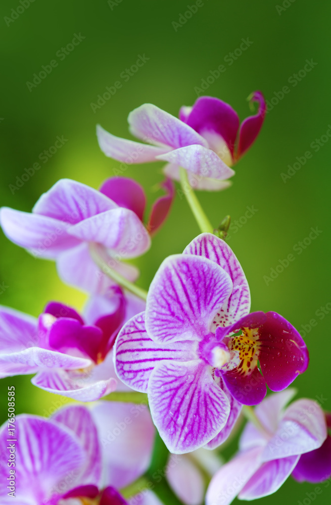 Pink orchid with water drops isolated. Pink orchid with water drops isolated.