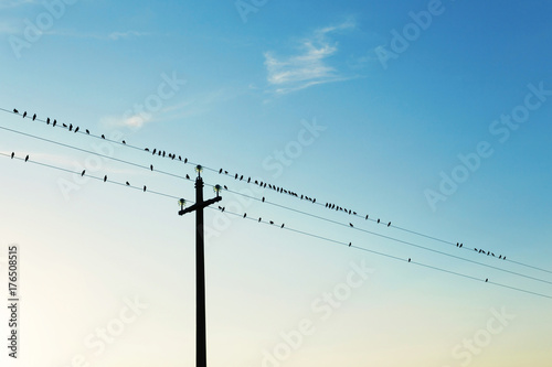 Birds on high voltage cables at sunset