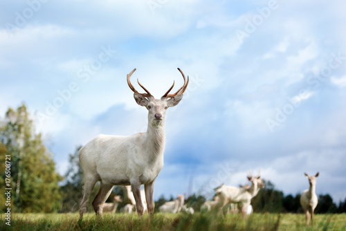 beautiful white color red deer standing on a field