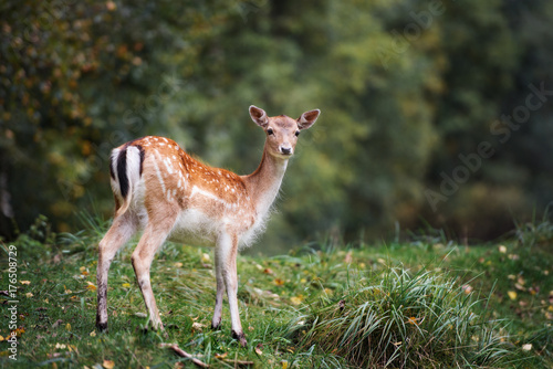 beautiful fallow deer standing in the forest