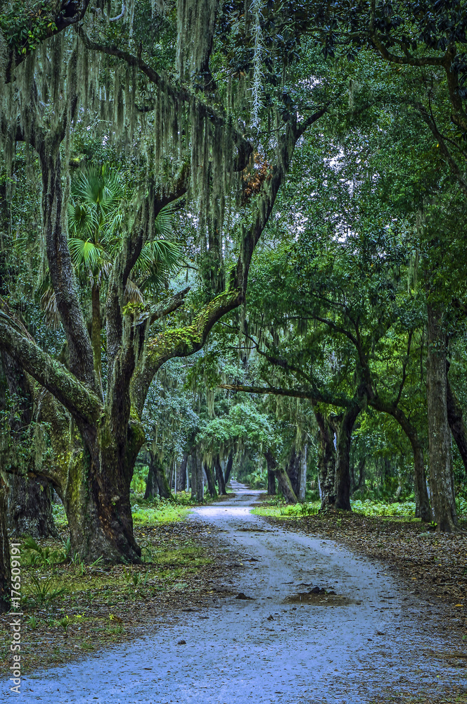 Fototapeta premium Spanish Moss