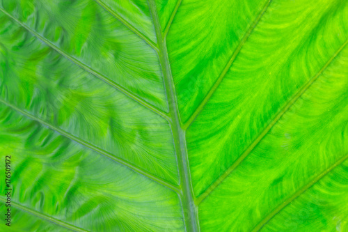 green leaf background