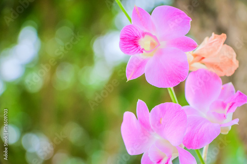 orchid flowers © thawornnurak