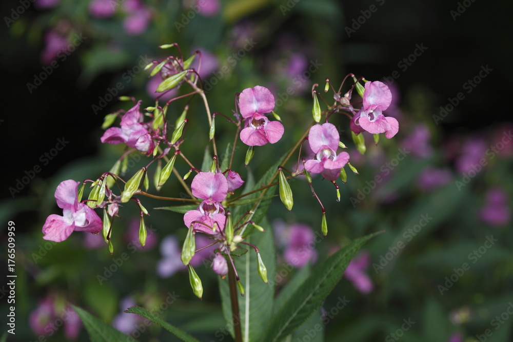 Drüsiges Springkraut (Impatiens glandulifera) Drüsiges Springkraut (Impatiens glandulifera)