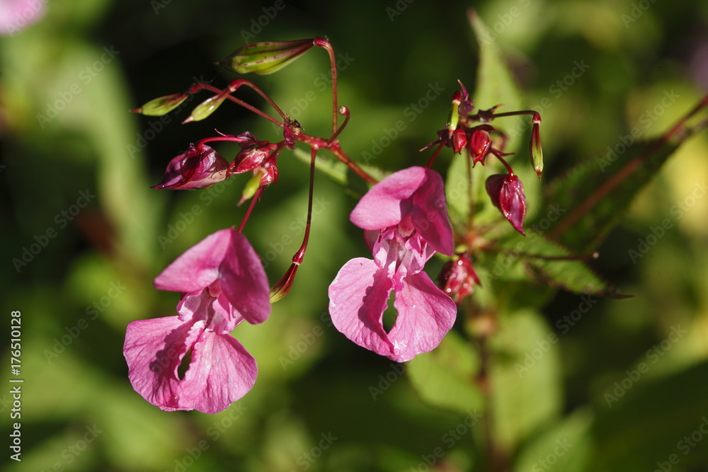 Drüsiges Springkraut (Impatiens glandulifera) Drüsiges Springkraut (Impatiens glandulifera)