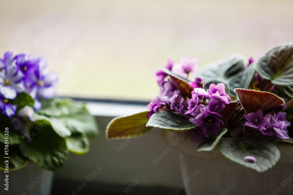 Violet saintpaulias flowers commonly known as african violets parma violets close up isolated 