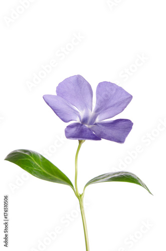 Periwinkle flower isolated on white background