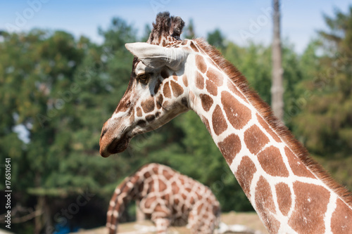  Portrait of a charming lady with long neck, giraffe