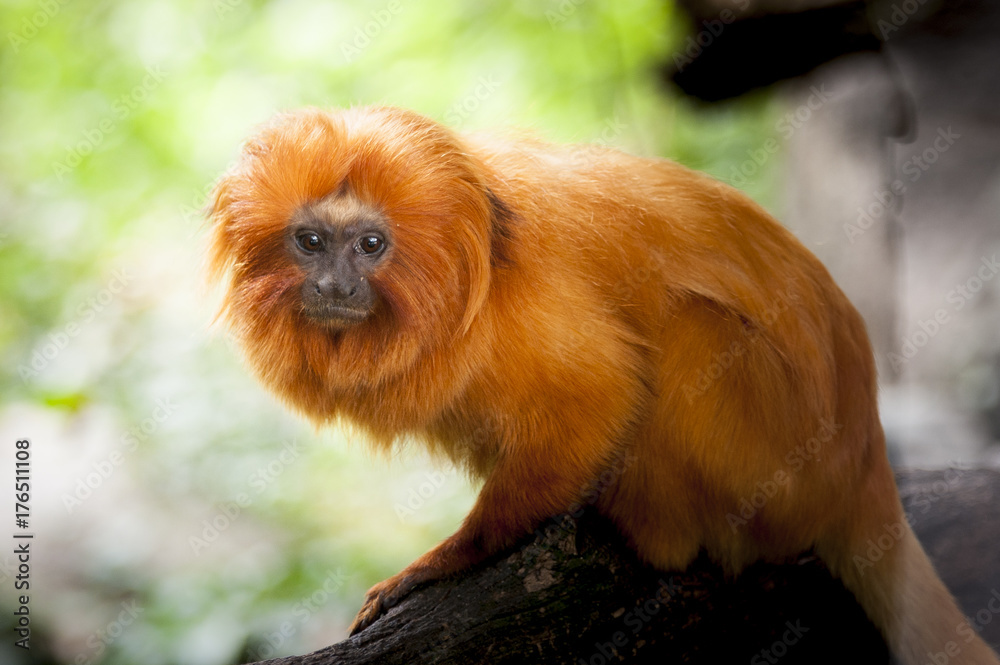 Tamarin lion à tête dorée Tamarin lion à tête dorée