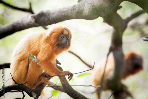 Singe tamarin