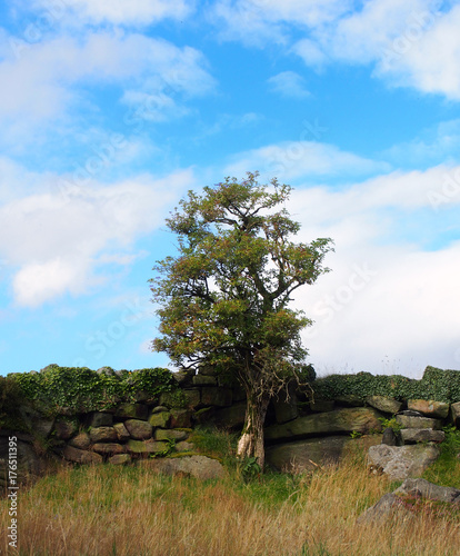 a single tree standing against an old stone wall in a natural counrty setting with blue sky and white clouds